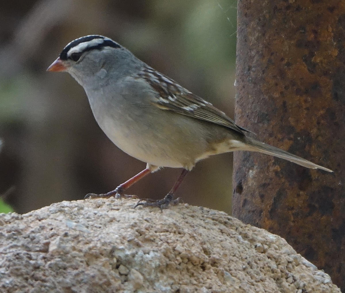 White-crowned Sparrow (Dark-lored) - ML618510496