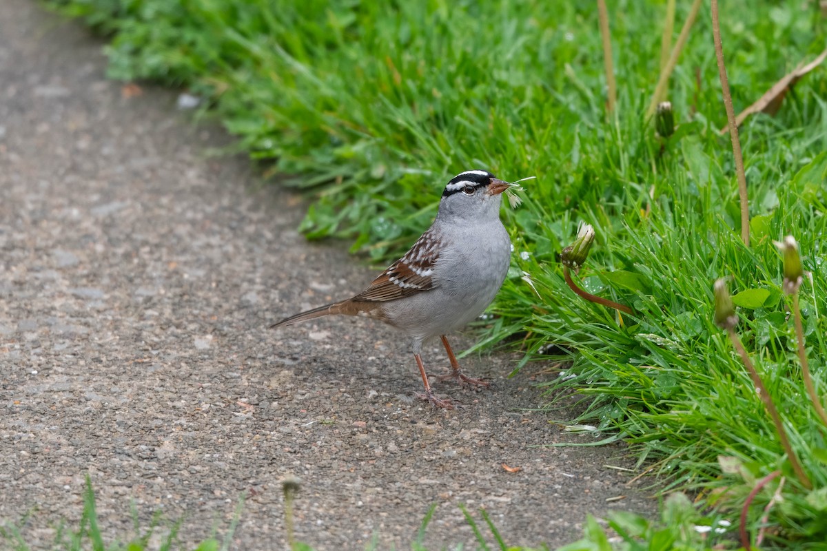 White-crowned Sparrow - ML618510497