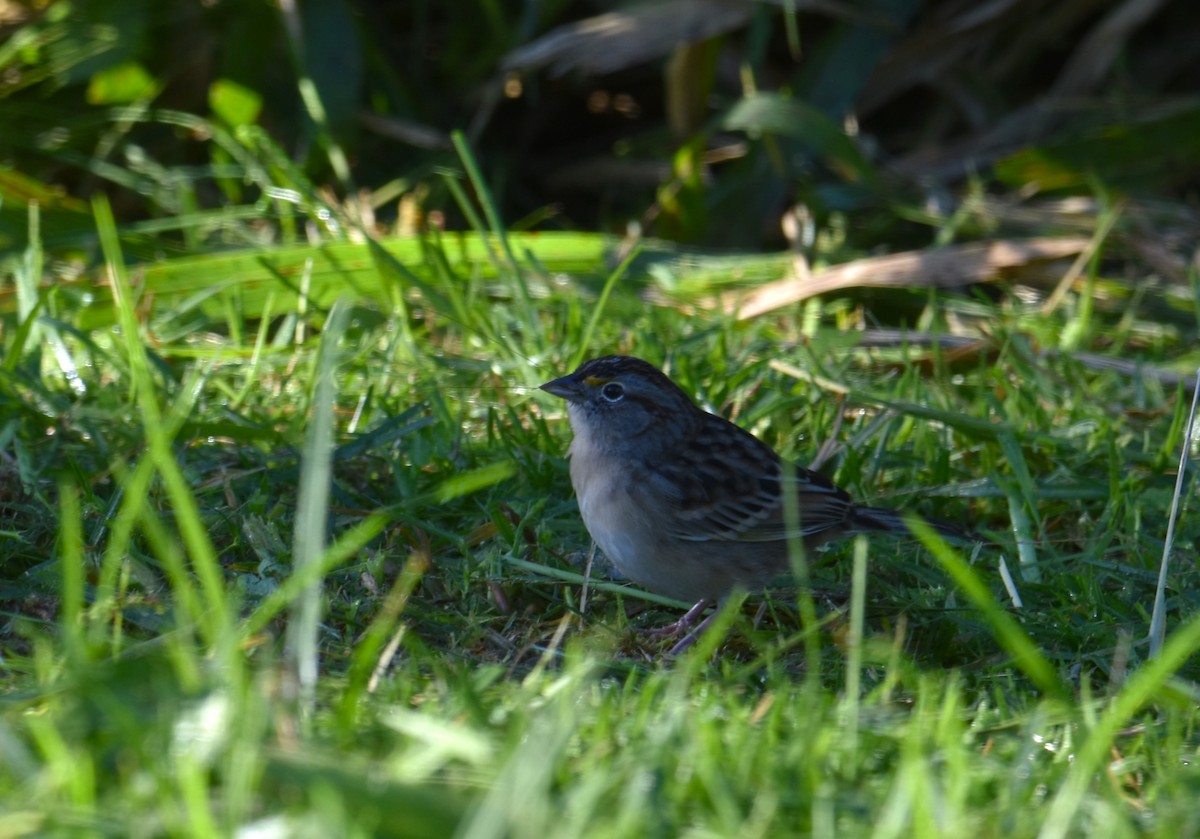 Grassland Sparrow - Victor Leber
