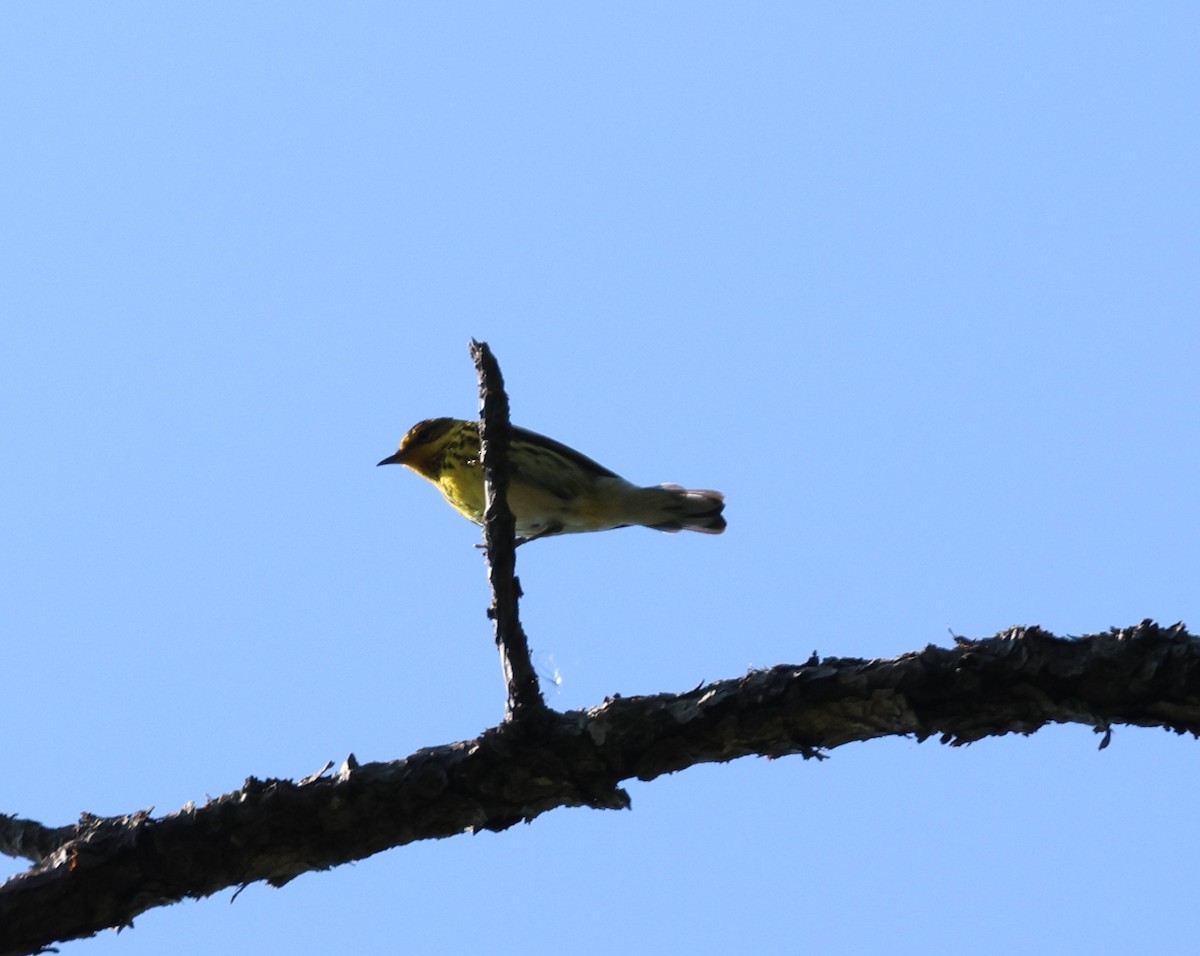 Cape May Warbler - ML618510505
