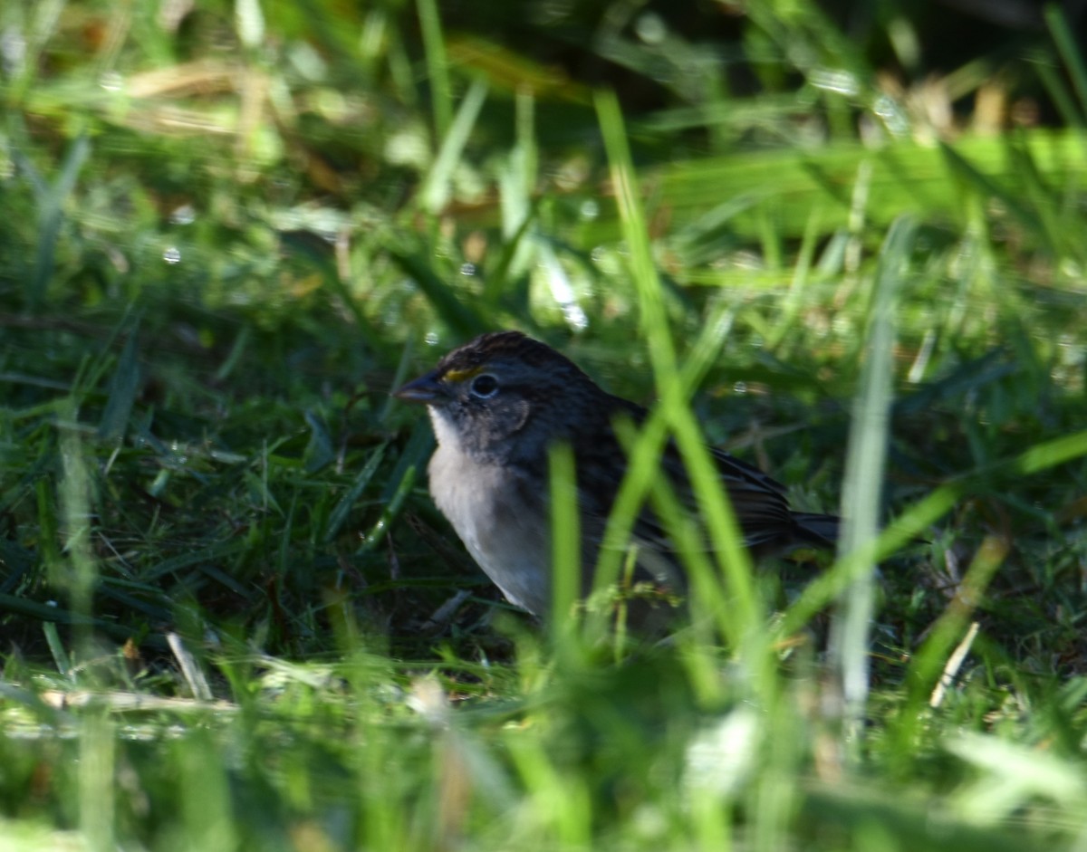Grassland Sparrow - ML618510507