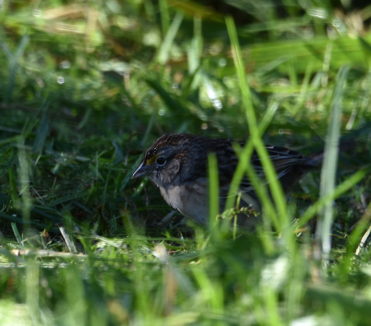Grassland Sparrow - ML618510511