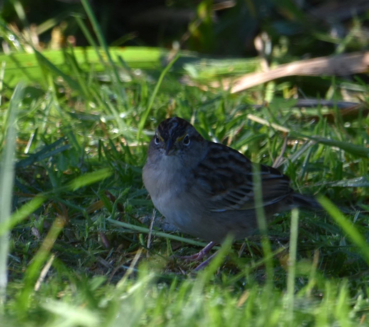 Grassland Sparrow - ML618510533