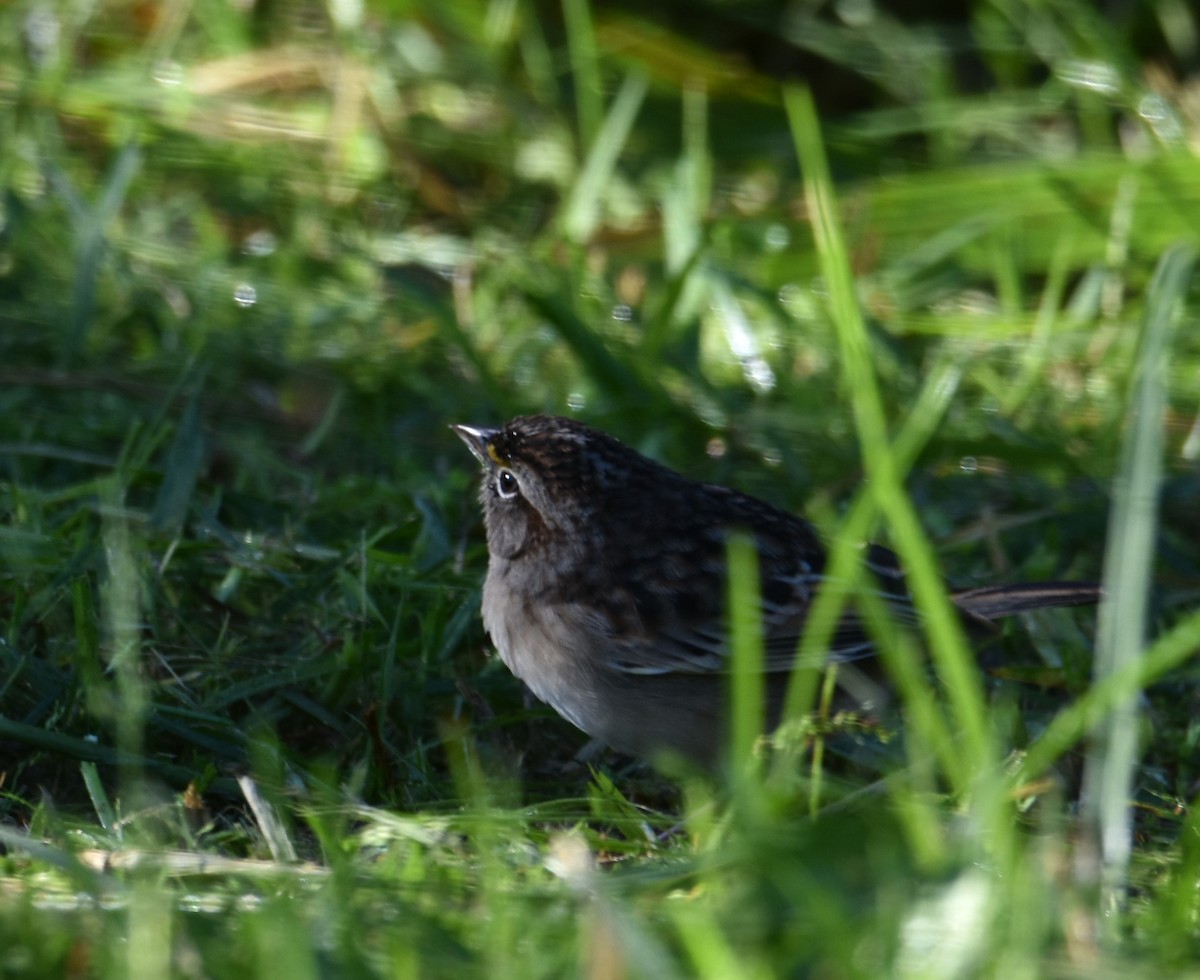 Grassland Sparrow - ML618510550