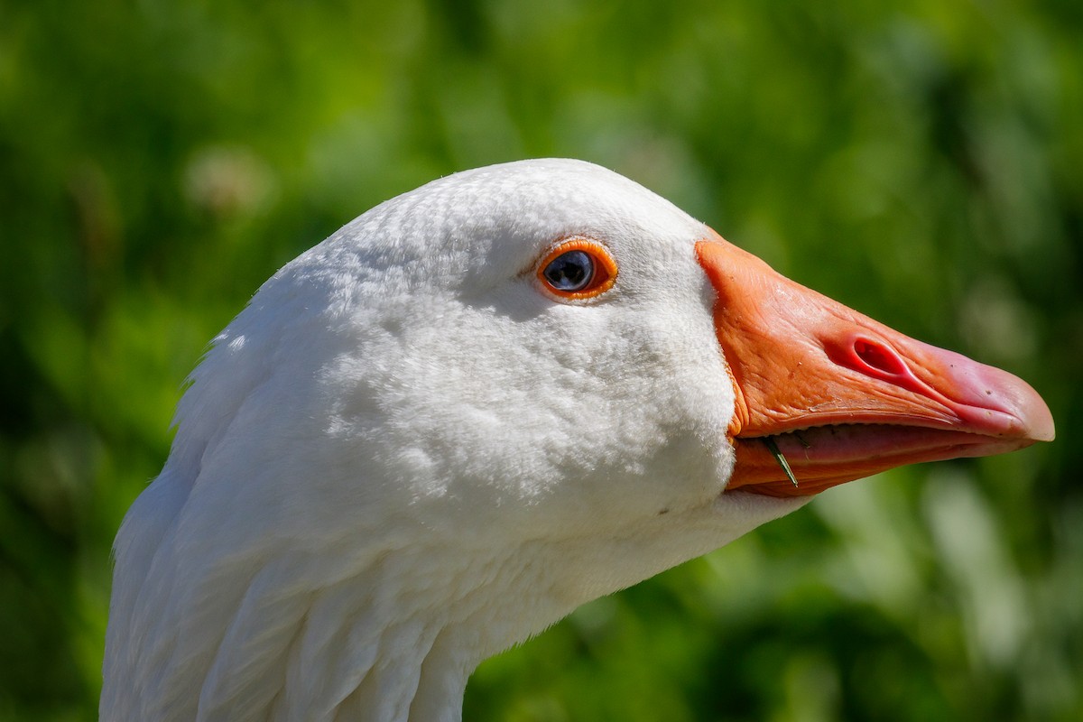 Domestic goose sp. (Domestic type) - Reinhard Brantner