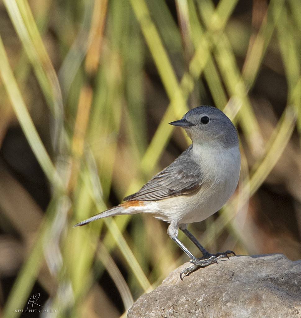 Lucy's Warbler - ML618510561
