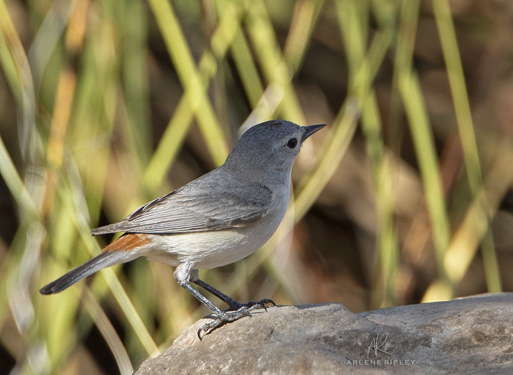 Lucy's Warbler - ML618510568