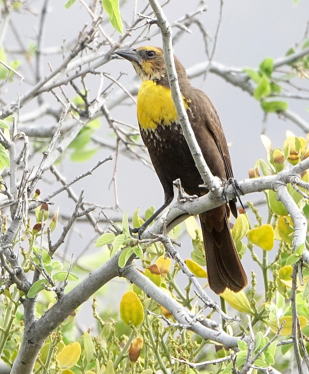 Yellow-headed Blackbird - Carolyn Ohl, cc