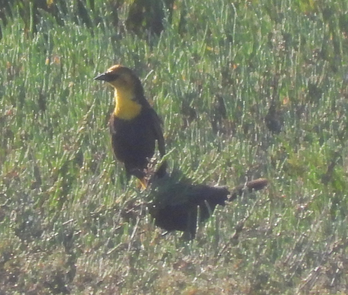 Yellow-headed Blackbird - ML618510594