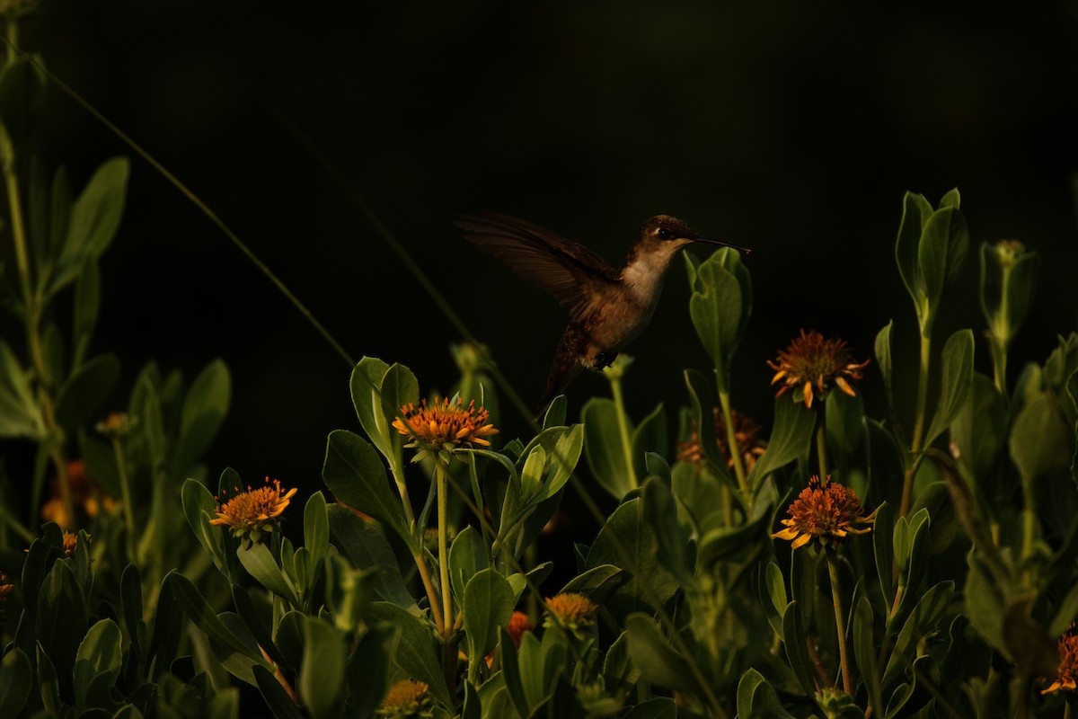 Ruby-throated Hummingbird - Isaiah Erven