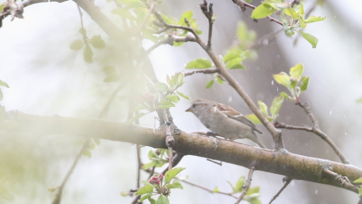 American Tree Sparrow - ML618510620
