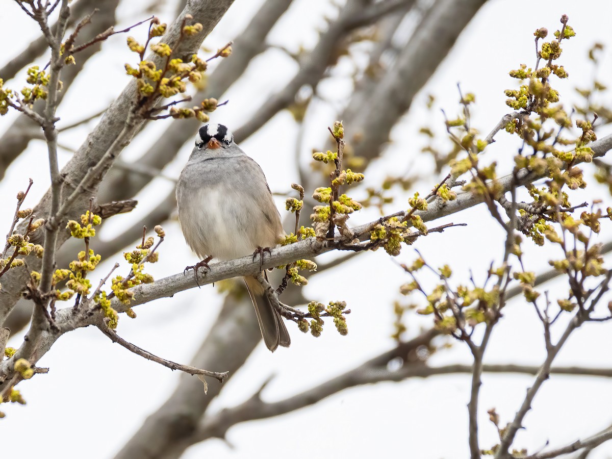 White-crowned Sparrow - ML618510659