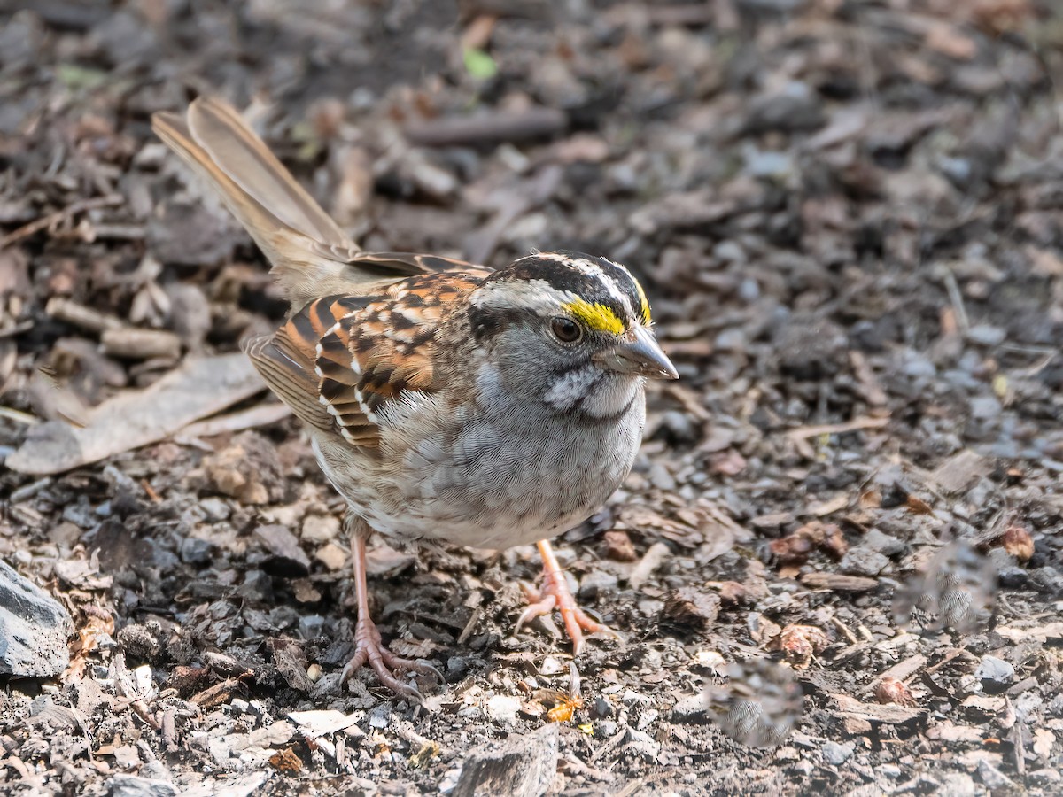 White-throated Sparrow - ML618510677