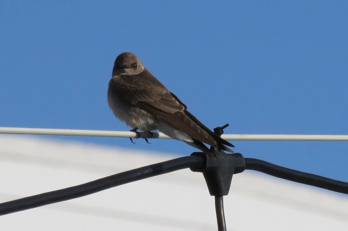 Northern Rough-winged Swallow - Carol Decker
