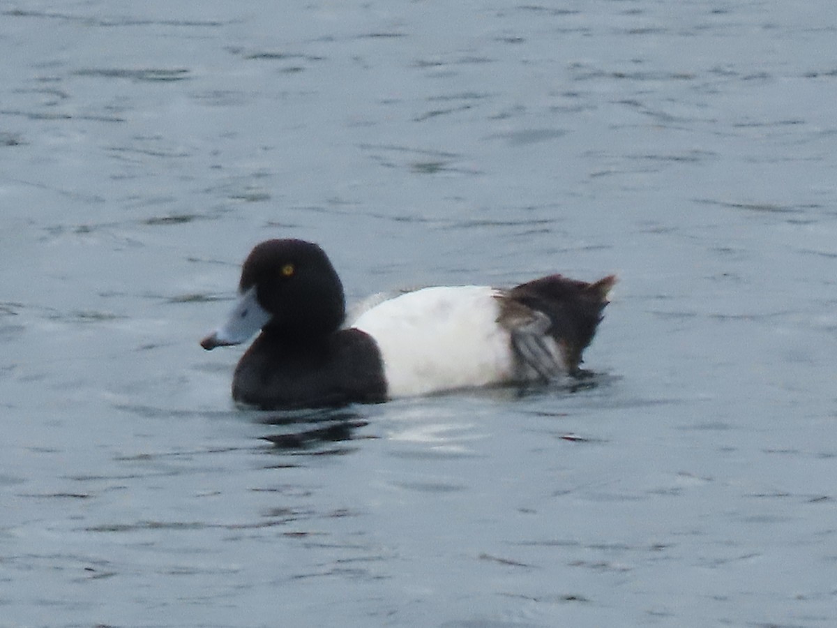 Greater Scaup - ML618510749