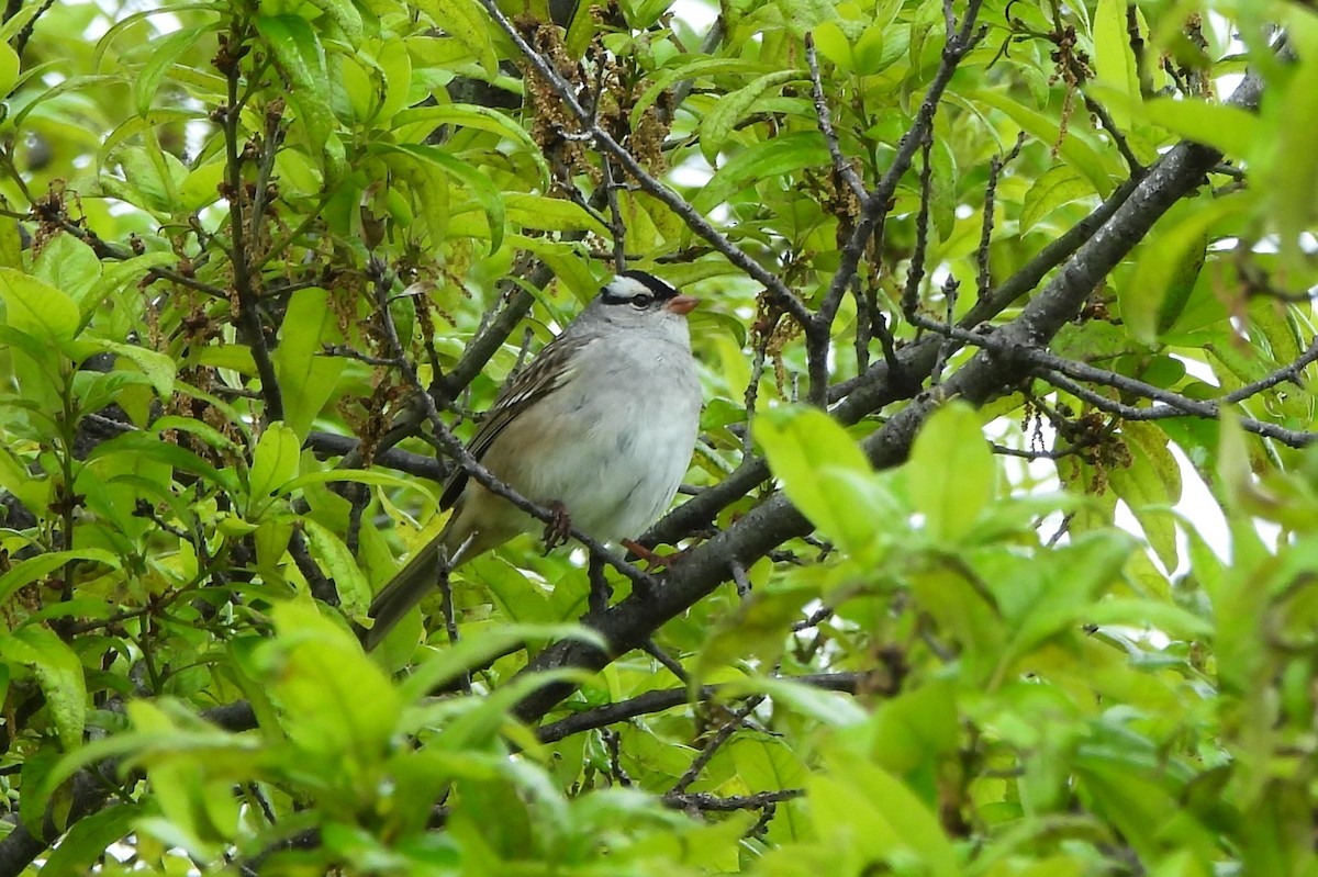 White-crowned Sparrow - ML618510770