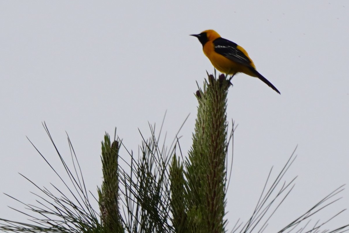 Hooded Oriole - Dawn Hovey