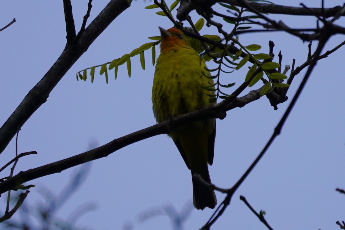 Western Tanager - ML618510810