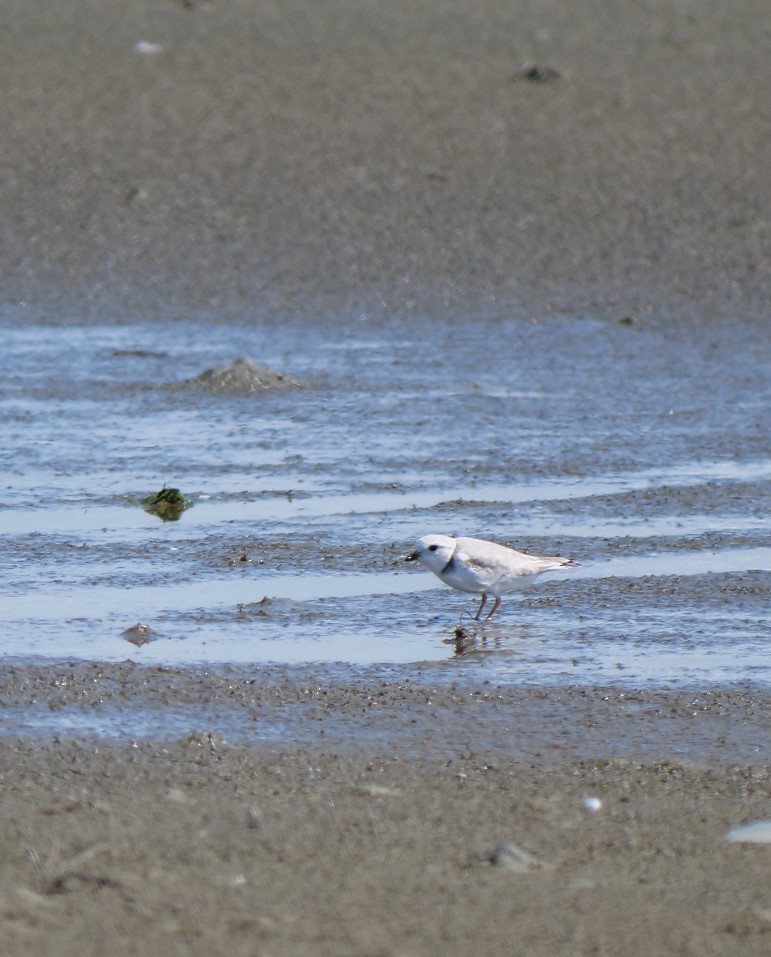 Piping Plover - ML618510828
