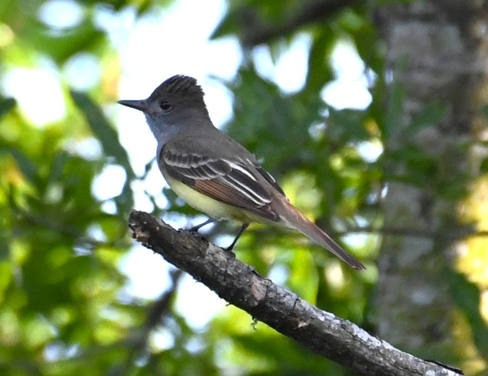 Great Crested Flycatcher - ML618510831