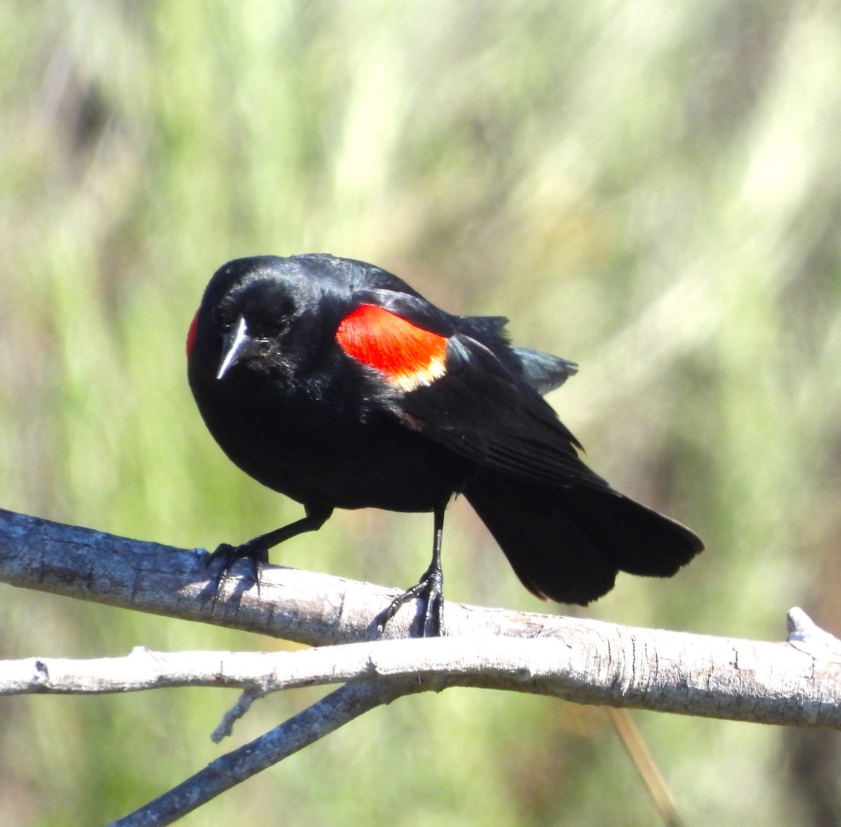 Red-winged Blackbird - Lynn Scarlett