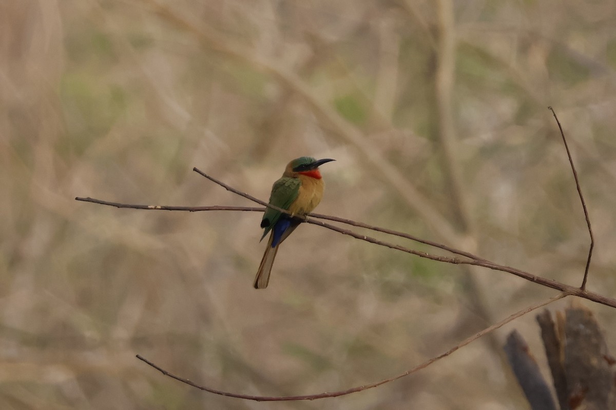 Red-throated Bee-eater - ML618510864