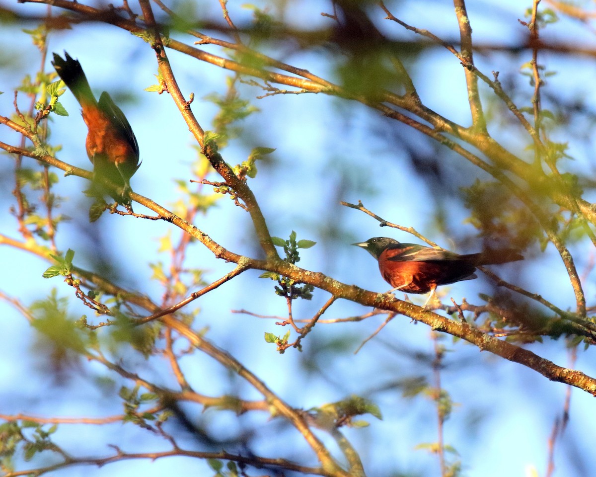 Orchard Oriole - ML618510904