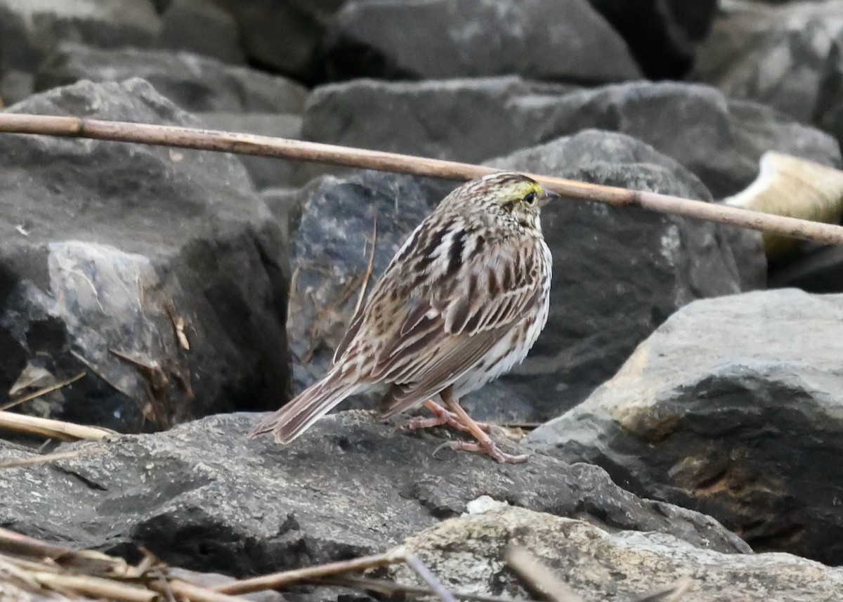 Savannah Sparrow - ML618510910
