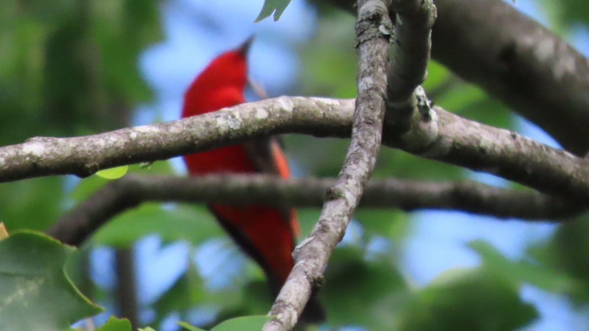 Scarlet Tanager - ML618510936