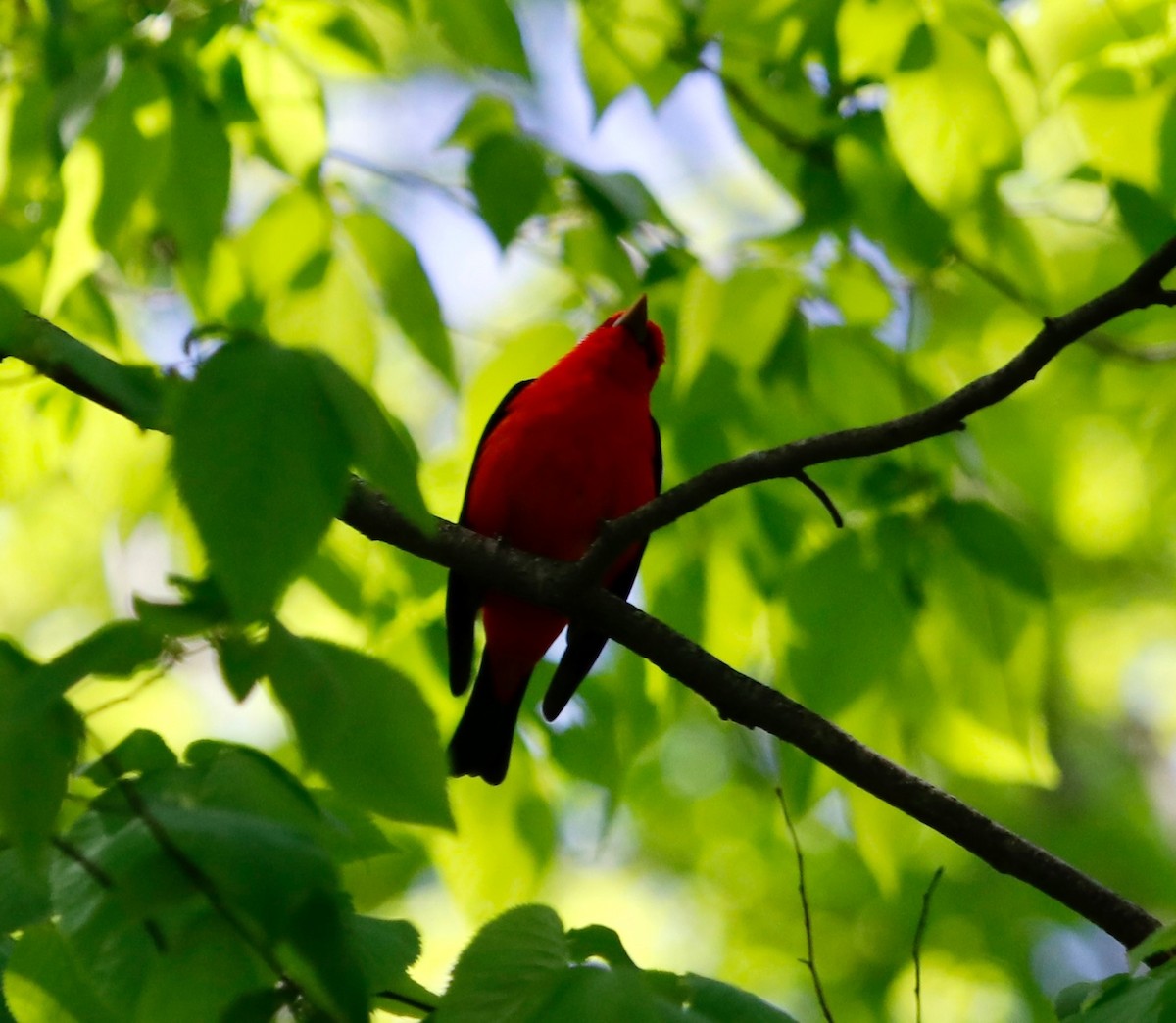 Scarlet Tanager - ML618510947