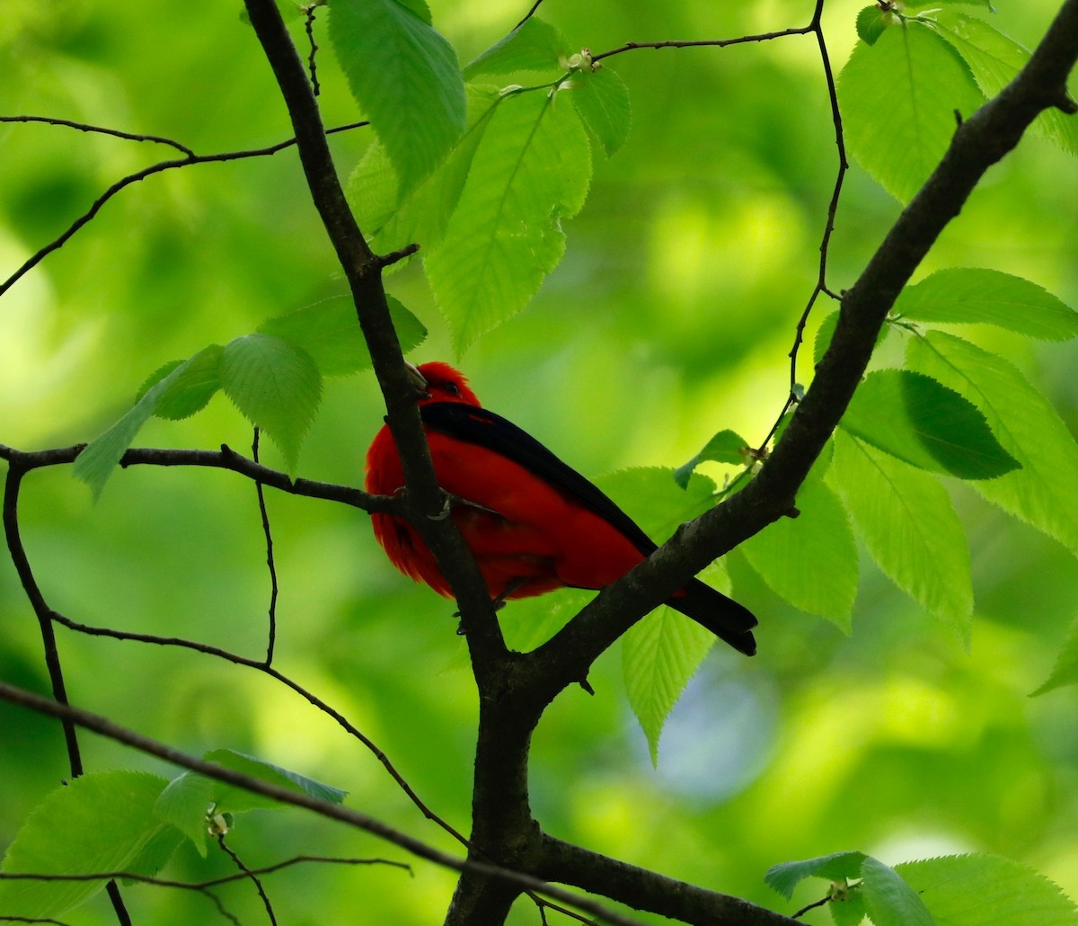 Scarlet Tanager - ML618510948