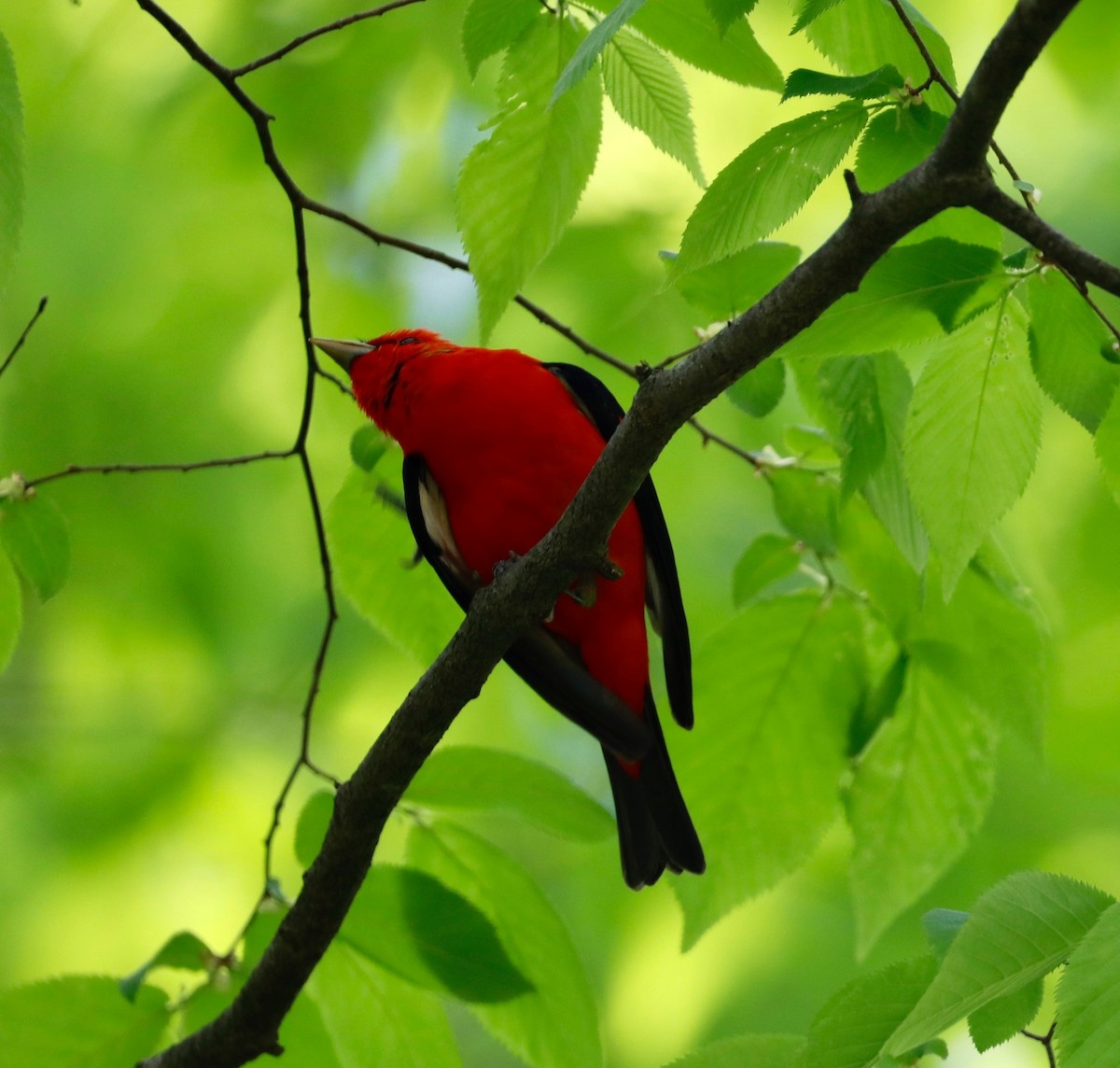 Scarlet Tanager - ML618510949