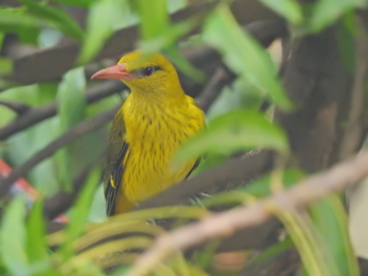 Indian Golden Oriole - ML618510993