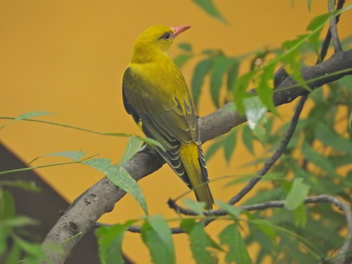 Indian Golden Oriole - ML618510996
