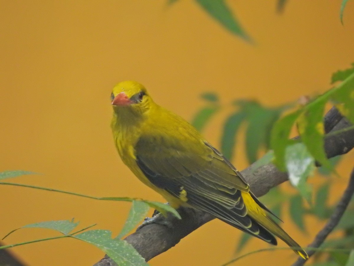 Indian Golden Oriole - ML618510997