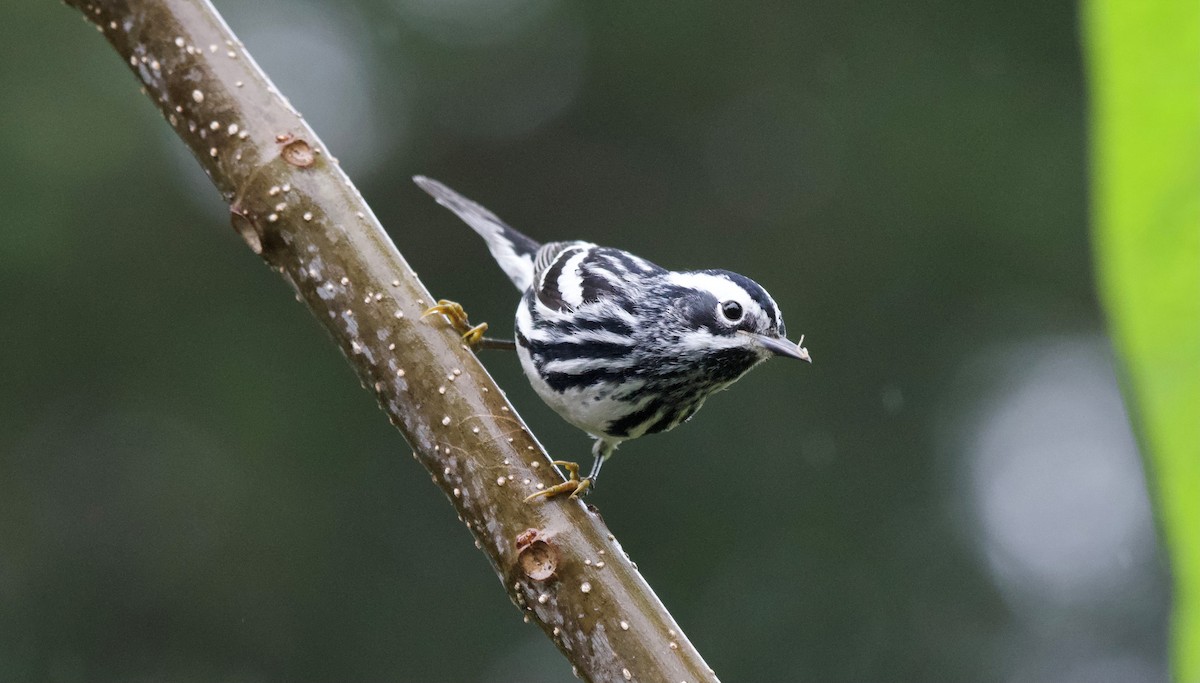 Black-and-white Warbler - ML618510998