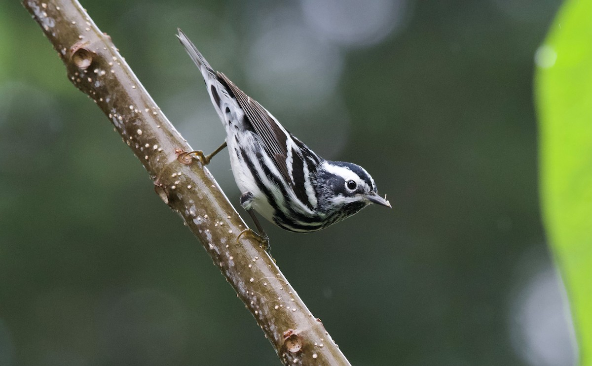 Black-and-white Warbler - ML618510999