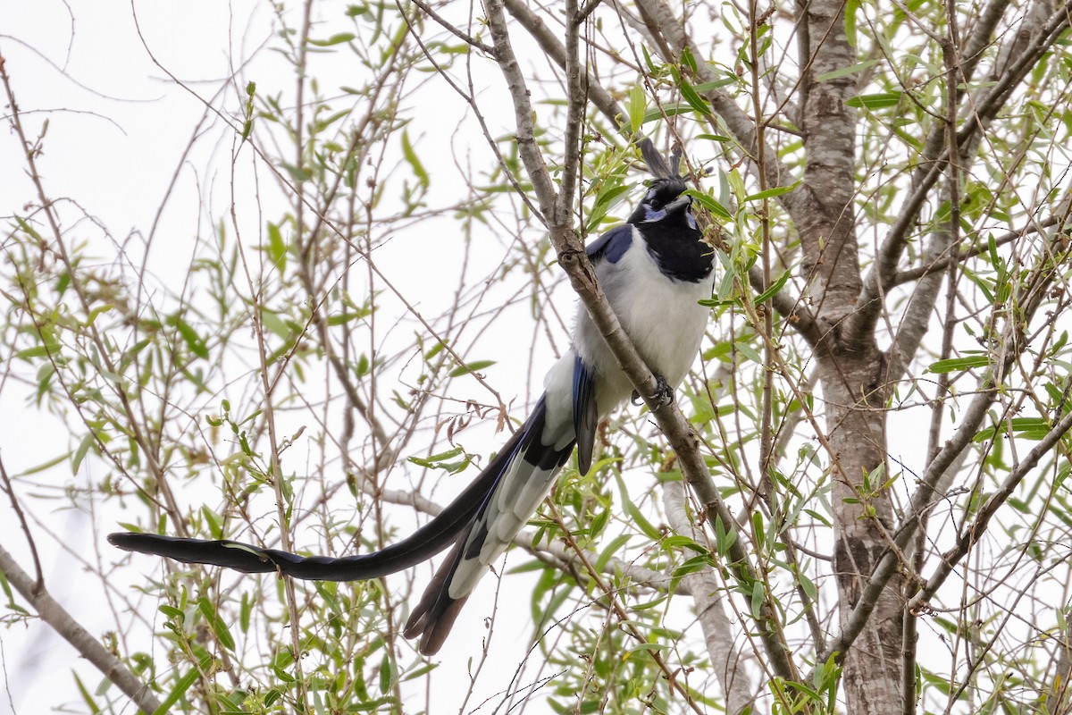 Black-throated Magpie-Jay - ML618511013