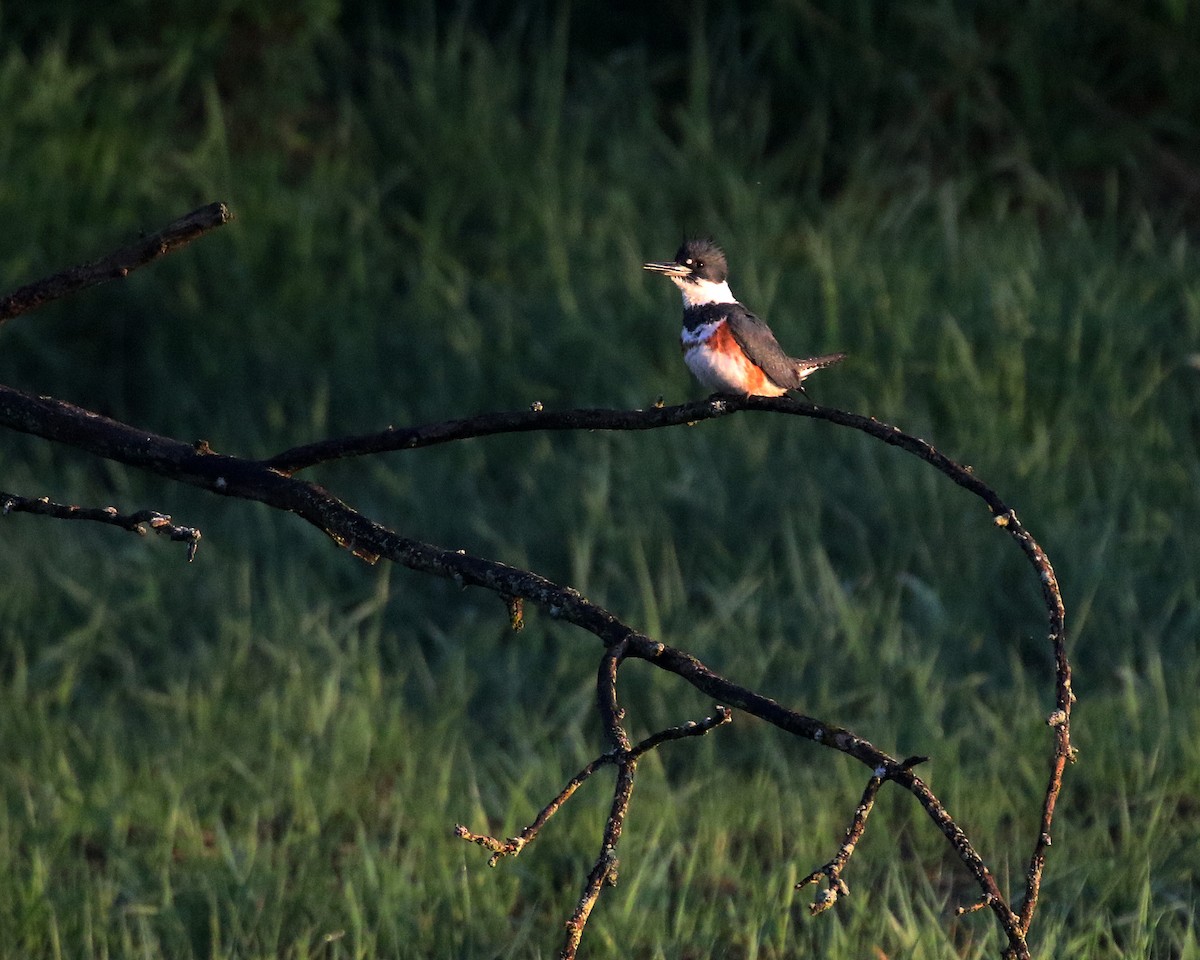 Belted Kingfisher - ML618511017