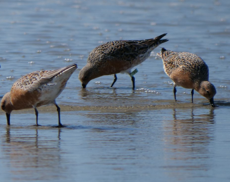 Red Knot - ML618511058