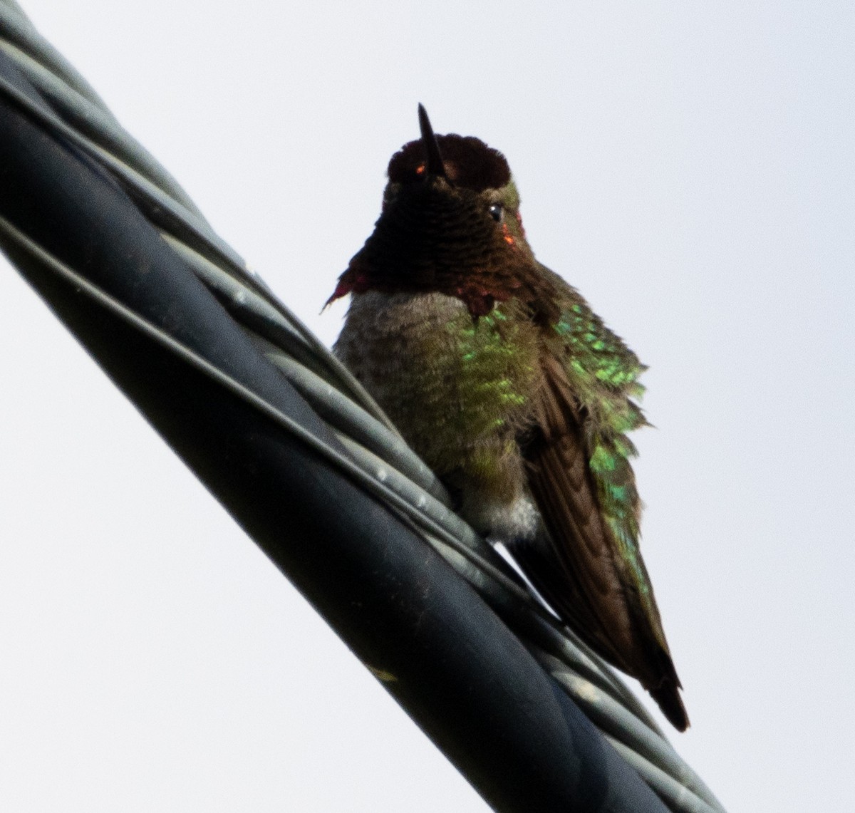 Anna's Hummingbird - ML618511089