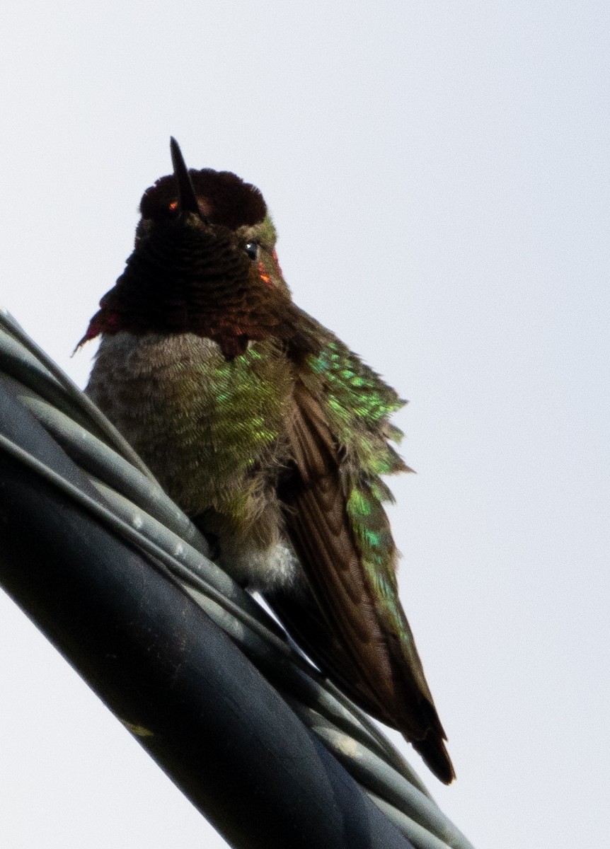 Anna's Hummingbird - Jenny Rogers
