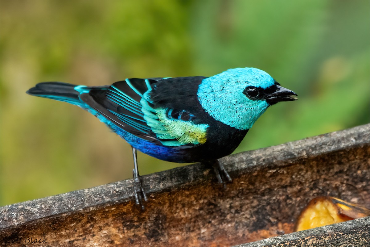 Blue-necked Tanager - ML618511120