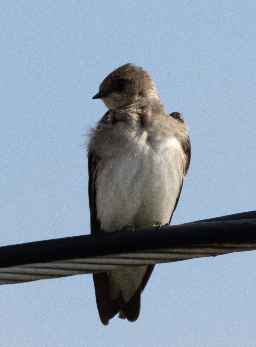 Northern Rough-winged Swallow - ML618511139