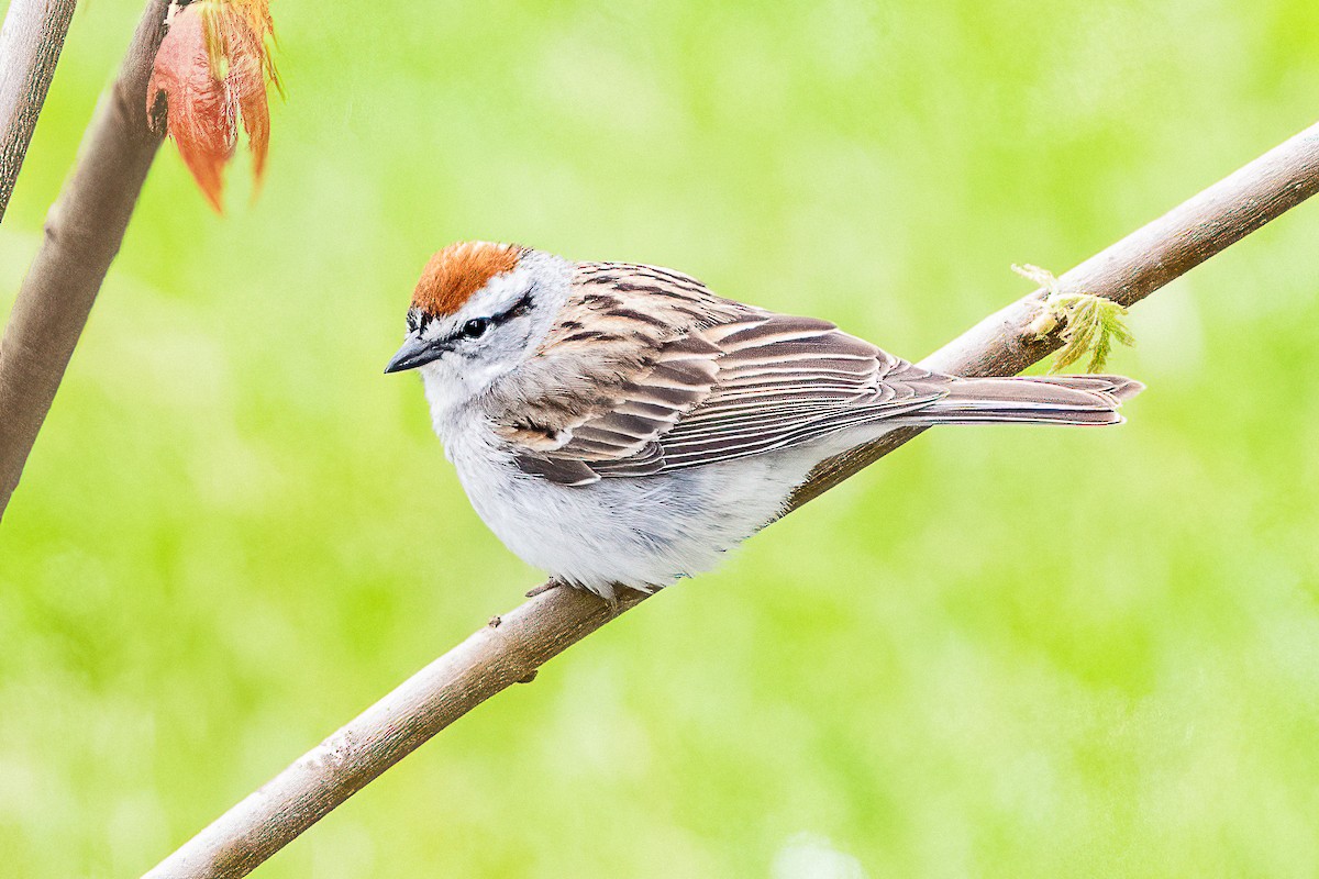 Chipping Sparrow - ML618511154