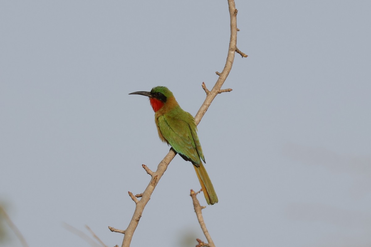 Red-throated Bee-eater - ML618511166