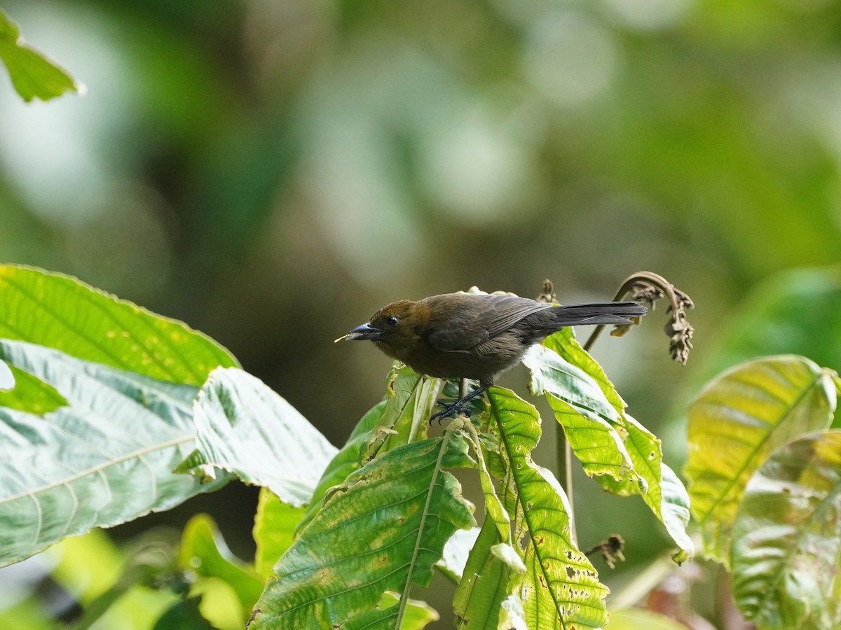 Tawny-crested Tanager - ML618511178