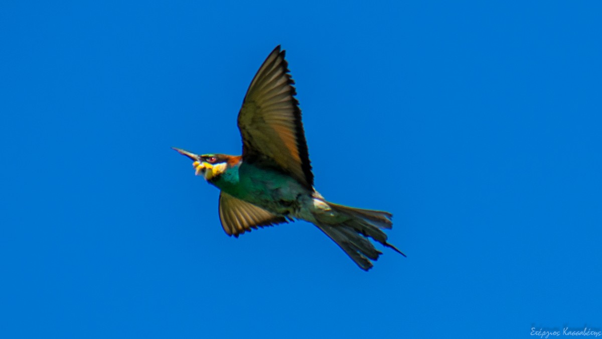 European Bee-eater - Stergios Kassavetis