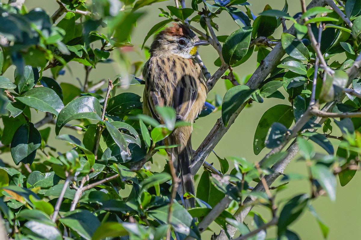 Chotoy Spinetail - ML618511183