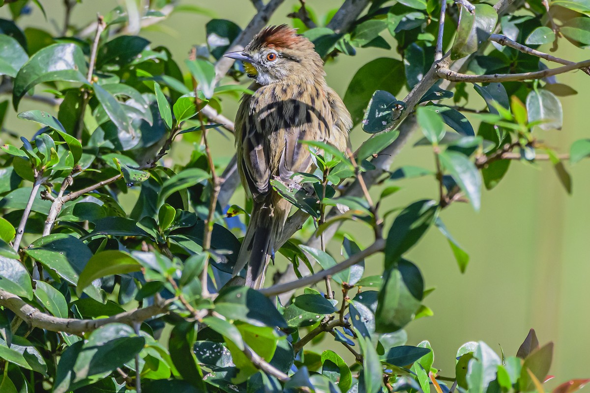 Chotoy Spinetail - ML618511184